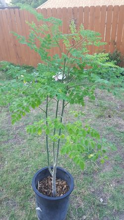 Tall 4ft large Morianga tree plant