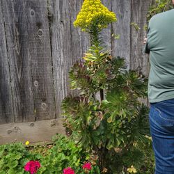 Tree Aeonium (Succulent)