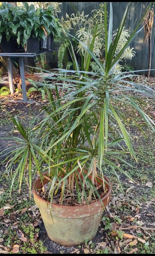 HEALTHY PLANT 3FT GROWN IN LARGE CLAY POT