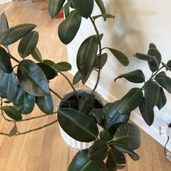 Rubber Plant Comes with a pot