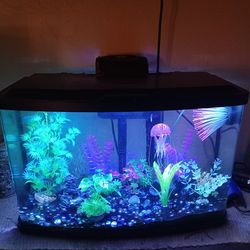 20 Gal Tank With 5 Fish
