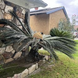 Plantas