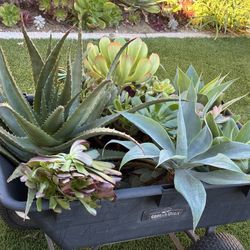 Wagon Full Of Succulents 🪴🌵🪴Agaves,Aeonium And Aloe 