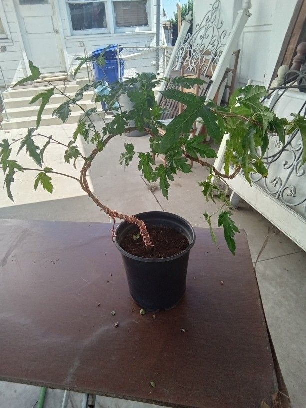 Mallberry  Tree  Bonsai  