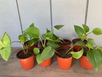 Pothos propagations