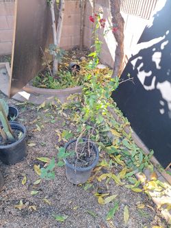 Bugambilia  Con Flor