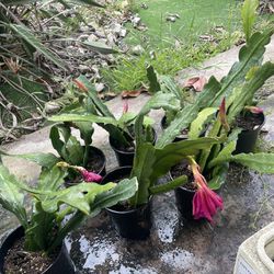 Pink Epi Plants