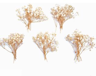 50pcs Mini Dried Baby Breath Flower Ivory White Dried Flower for Crafts Press Flowers Wedding Wreath Decoration Gift Card Decor Floral