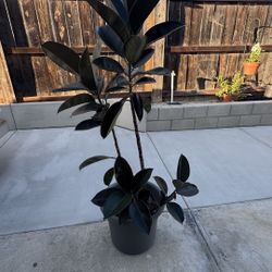Rubber Plant  Tall 
