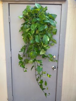 Golden Pothos Trailing House Plant 6” Hanging Pot