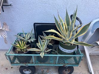 Variegated Agave Plants in Pots – Set of 3