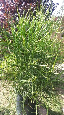 Pencil plant