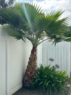 Palm tree
