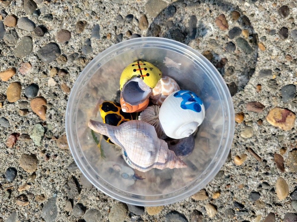 Hermit Crab Shells
