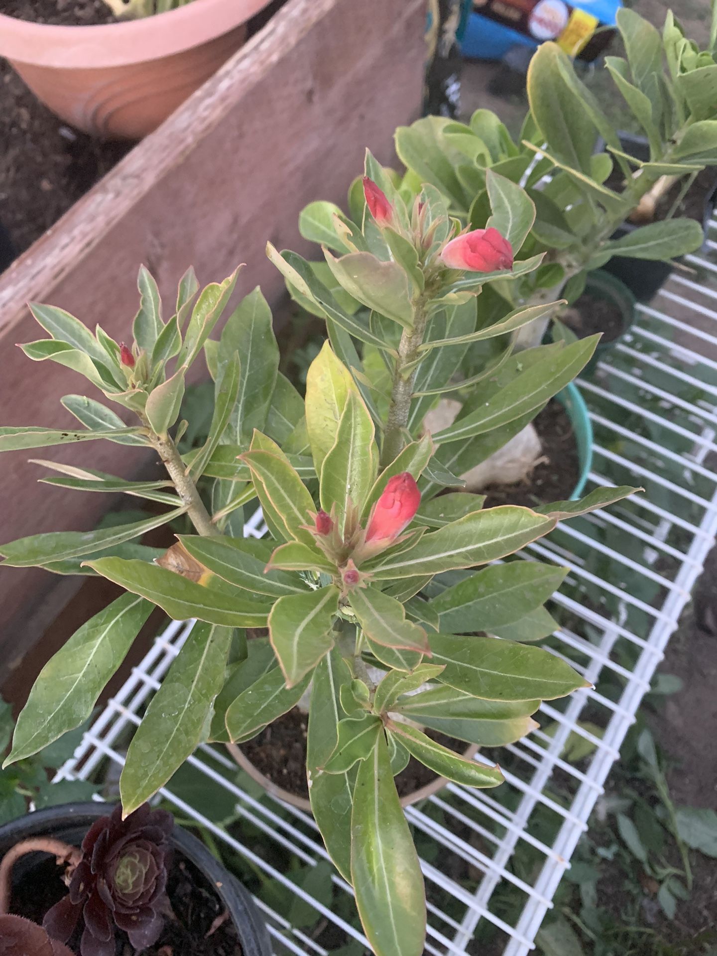 Desert Rose 45. Each