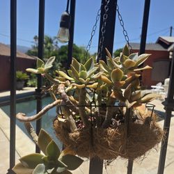 Hanging Suculent Plant 