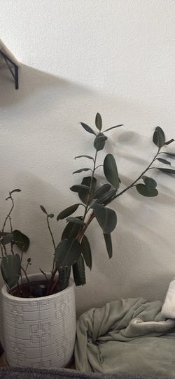 Medium rubber plant