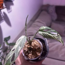 Monstera Adansonii Mint *4inch*