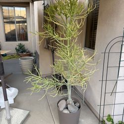 Fire Stick Live Plant