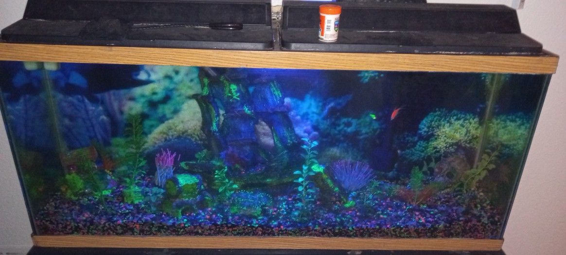 55 Gallon Fish Tank With Everything And Blue Light 