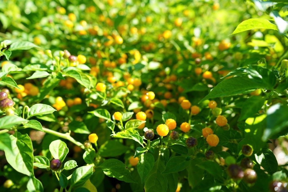 Aji Charapita Pepper Plants 