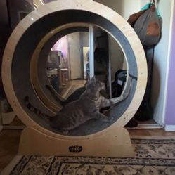 CAT WHEEL