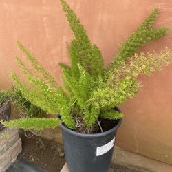 Ferns