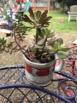 Cup of succulent/jade