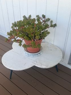Plant with big base