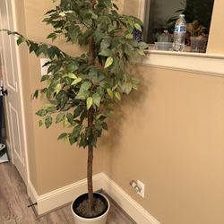 Plant And Pot (fake)