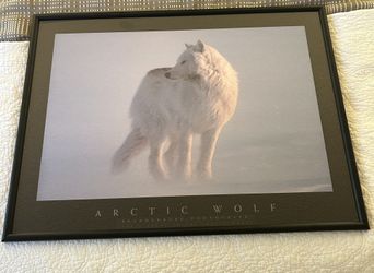 Arctic Wolf Framed Poster