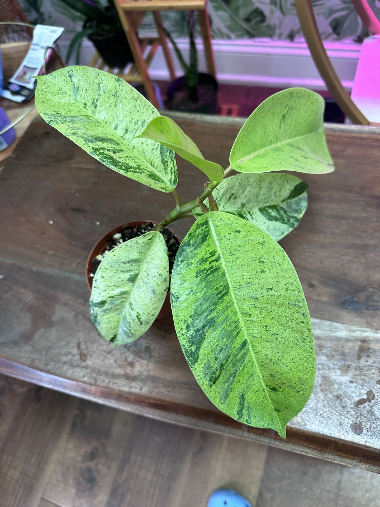 LARGE PHILODENDRON RED EMERALD ENTIRE LIVE PLANT $30