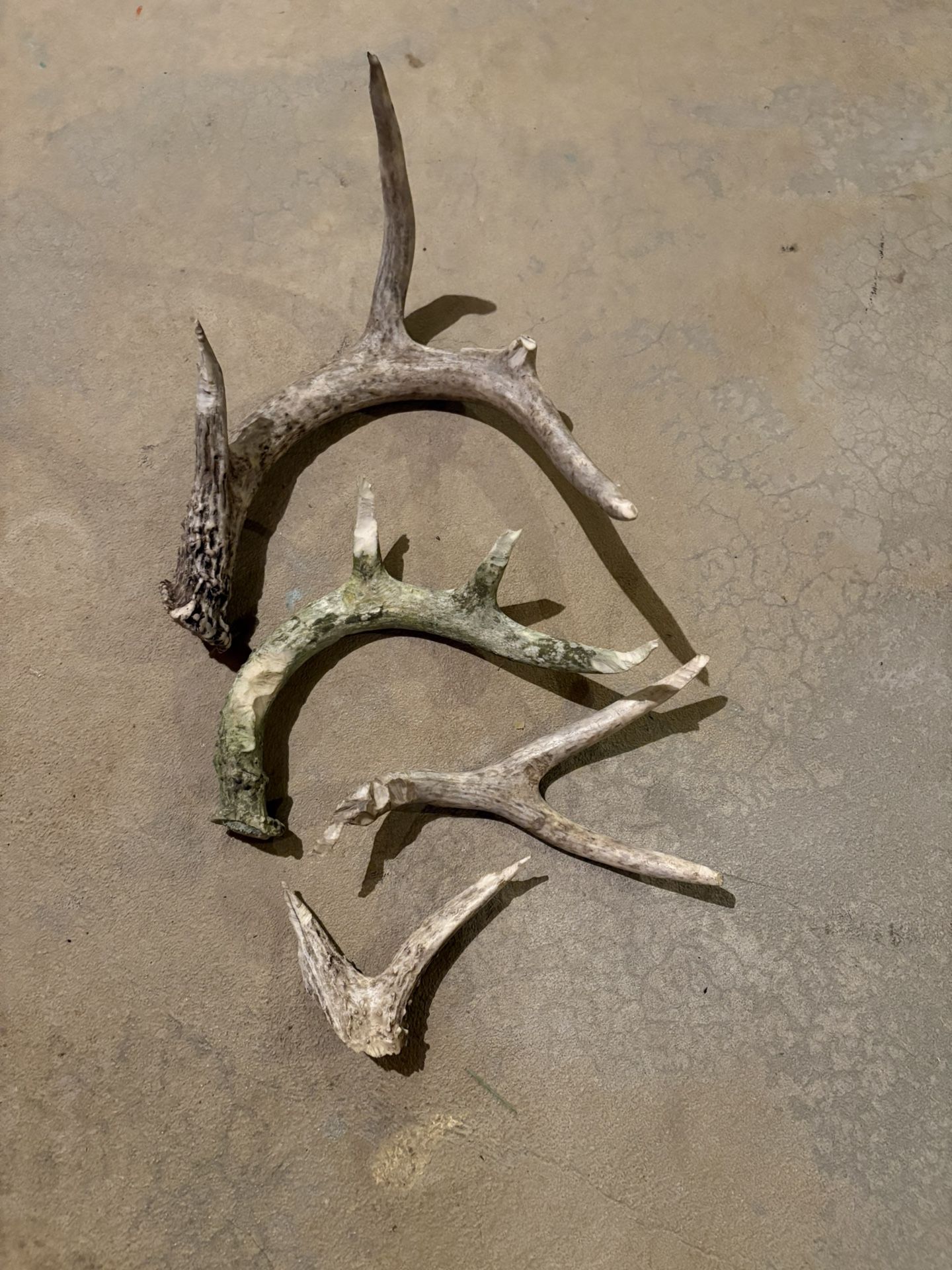 Dog Chews-antlers for crafts