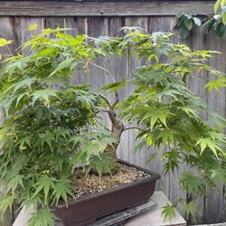 Japanese Maple Bonsai Cultivar Kihachijo 