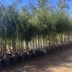Queen Palms- 15 Gallon Size- Approximately 6- 8 feet tall