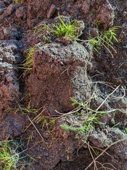 Free Fill Dirt