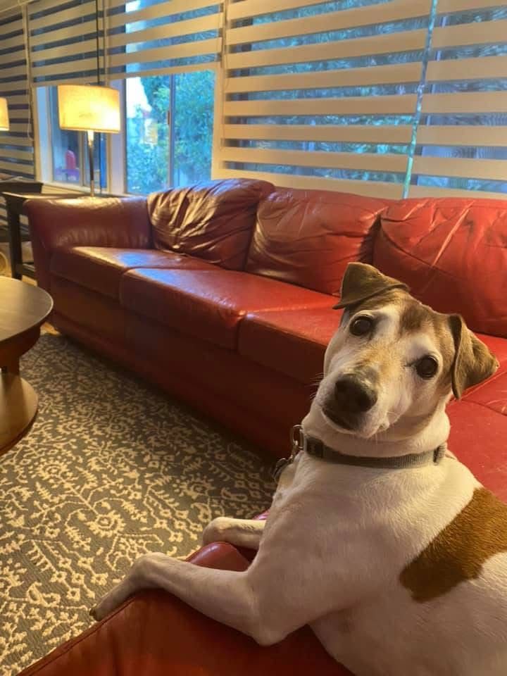 Used Couch