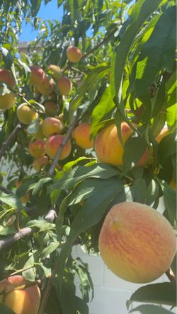 Organic peaches $10 for a dozen