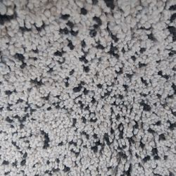 Entrl Area Rug