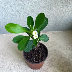Small Flower Crown Of  Thorns Plant 