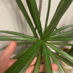 DRACAENA Margarita With Pot