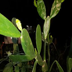 Whole Tuna Cutting  20 Dollars 