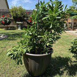 Large Potted Plant  Visalia 
