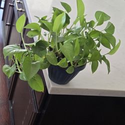 Pothos Plant 