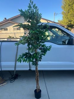 Large Artificial Ficus Tree
