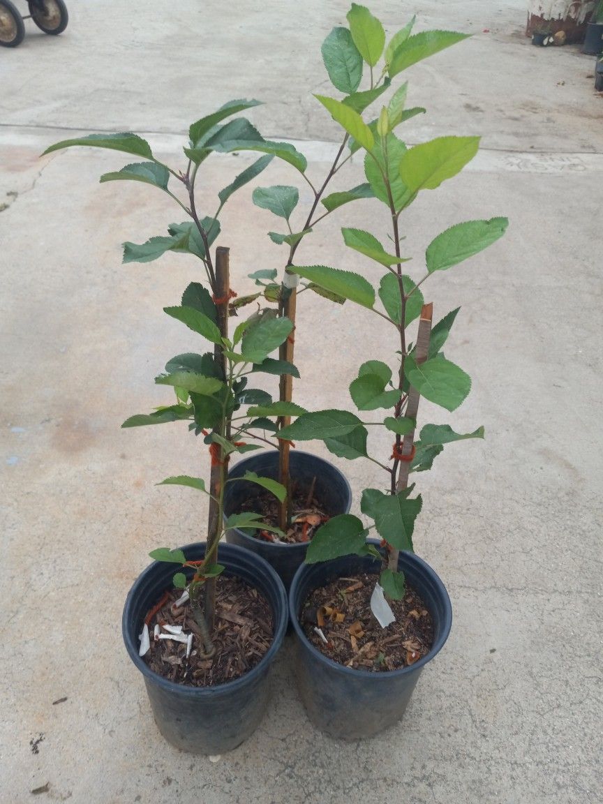 PLANTA DE MANZANO. 6.00 EACH