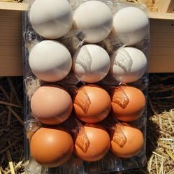 Hatching 🐣🐣🐣