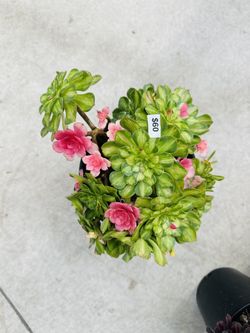 Aeonium Ultra Free Ship 