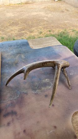 Deer Antler