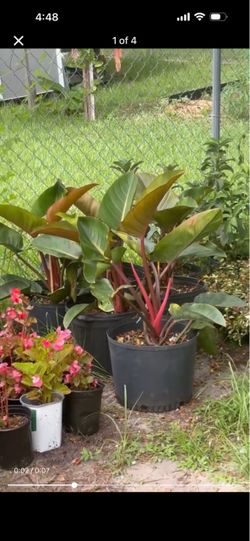 Philodendron Congo Red Live Plant